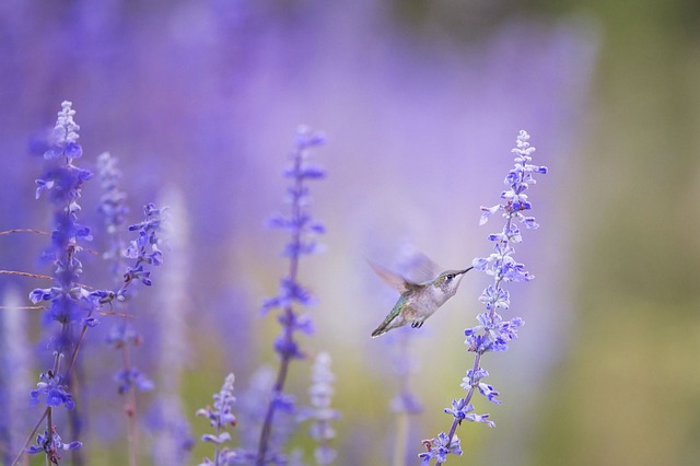 Cool and Bold Hummingbird Names