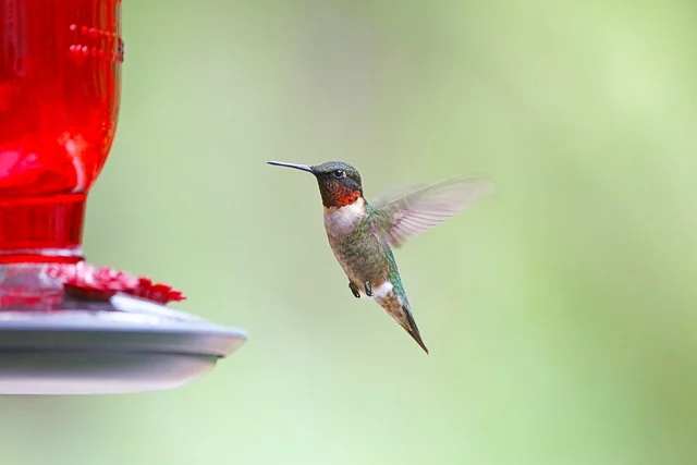 Fun Facts About Hummingbirds to Inspire Names