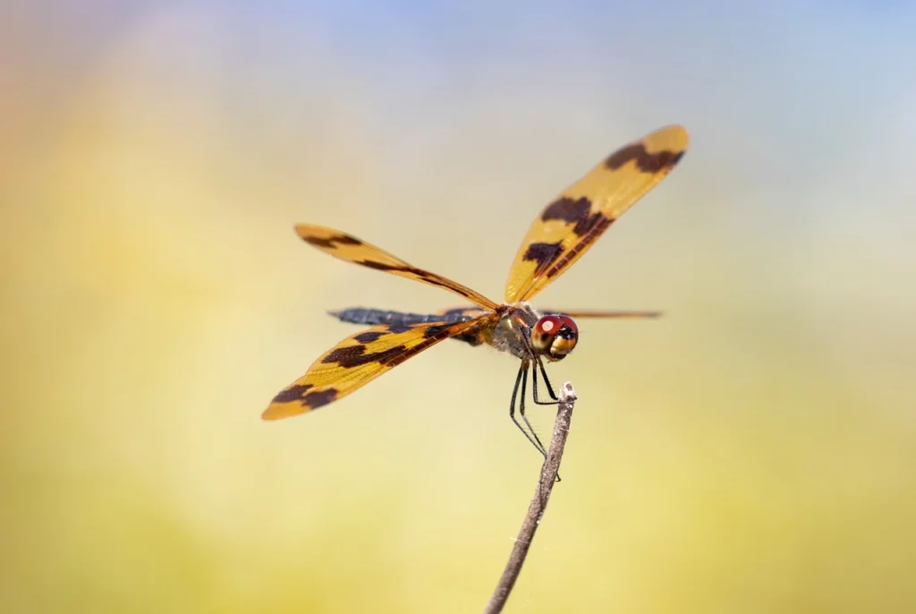 Funny and Quirky Dragonfly Names