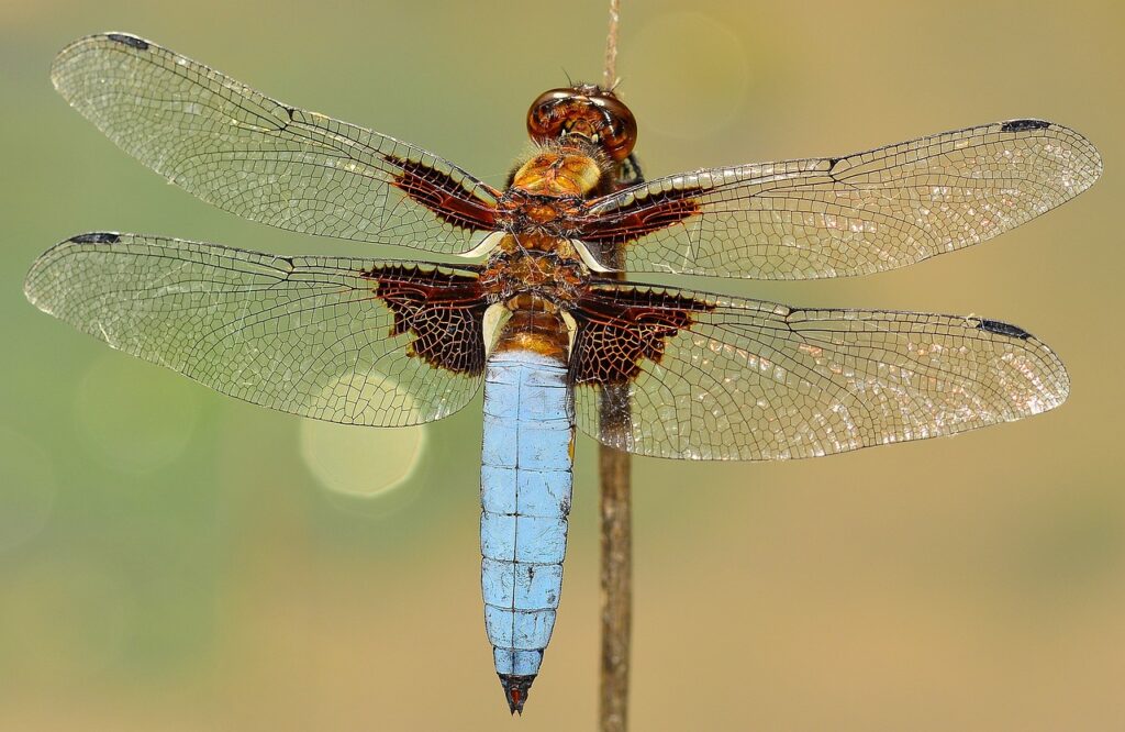 Best Dragonfly Names with Meanings