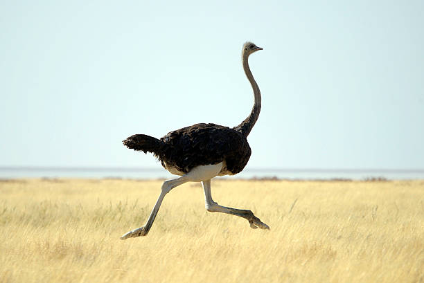 Unique Names for Ostrich