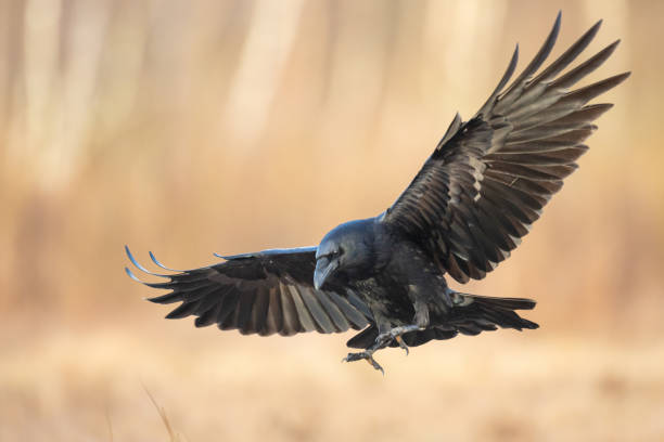 Mythical and Legendary Raven Names