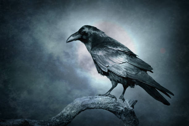 Cool and Mysterious Names for Ravens