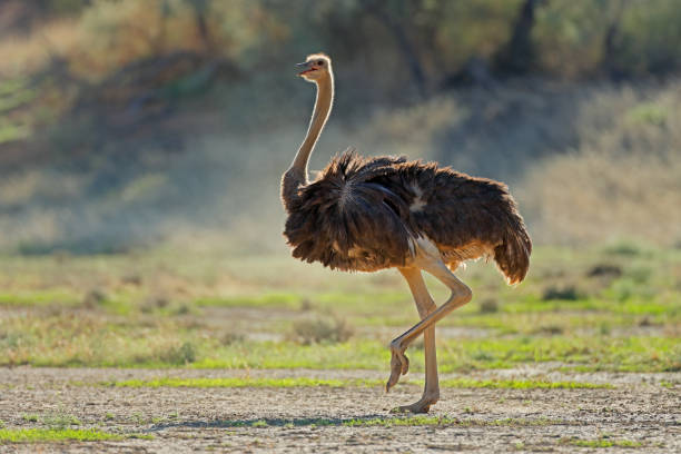 Ostrich Name Meanings