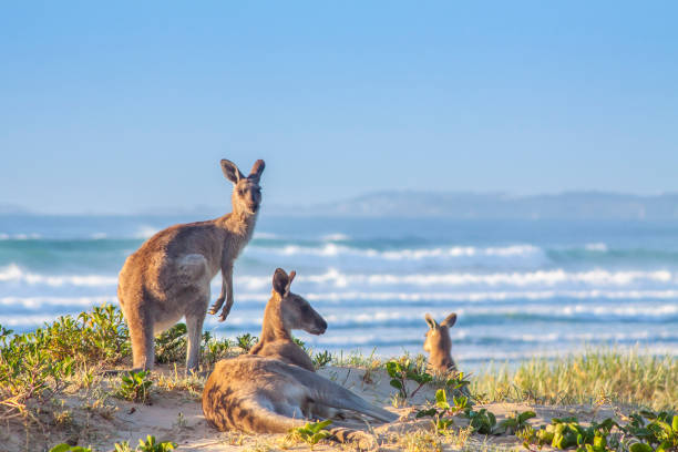 Boy Kangaroo Names