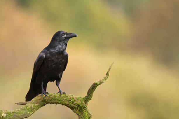 Cute Names for Ravens