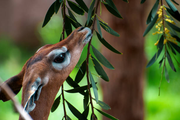 Creative Female Gazelle Names