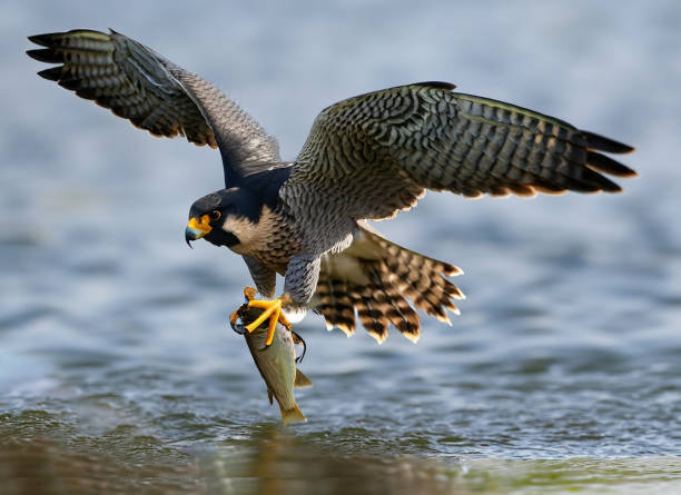 Interesting Facts About Falcons