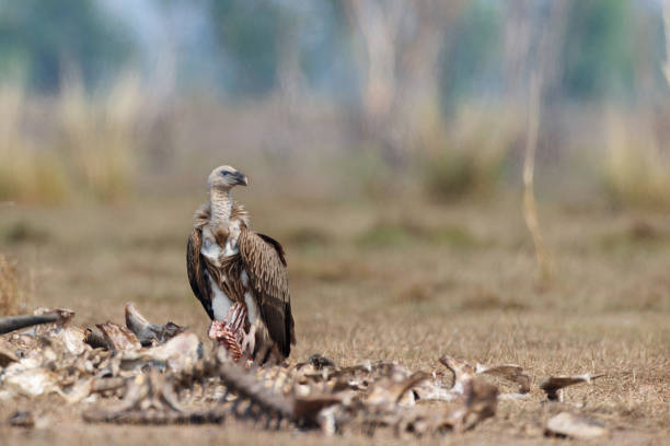 Male Vulture Names