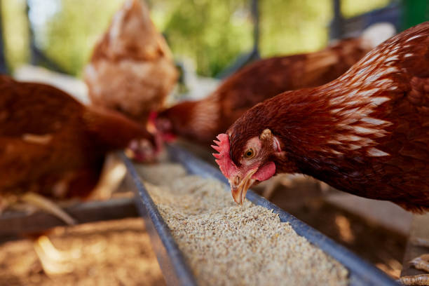 Themed Chicken Names