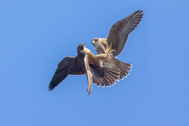 Cool Falcon Names