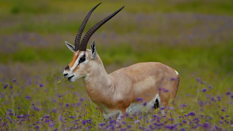 Cultural Gazelle Names