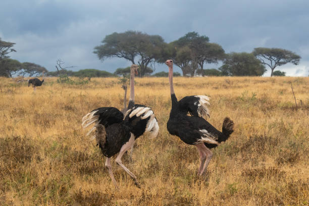 Cool Ostrich Names