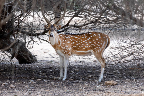 Tips for Choosing the Perfect Gazelle Name