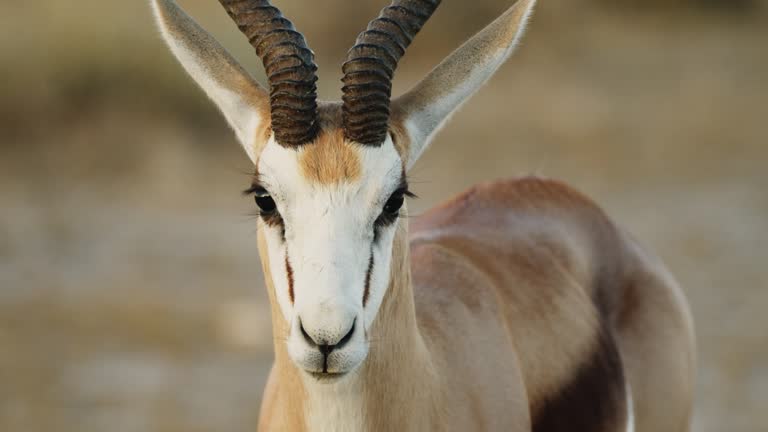 Famous Gazelle Names