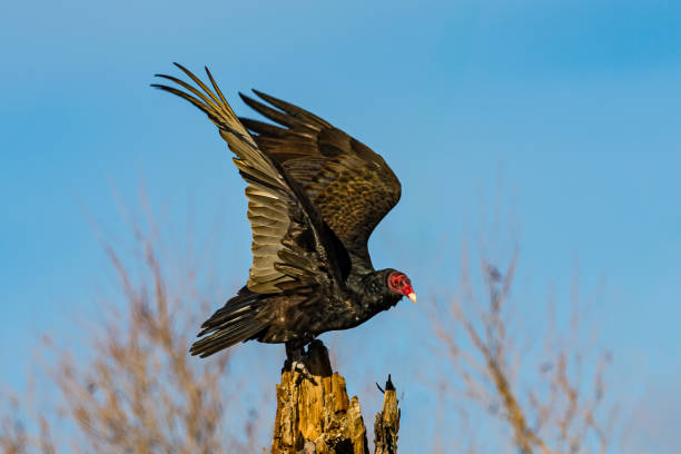 Cute Bird Names