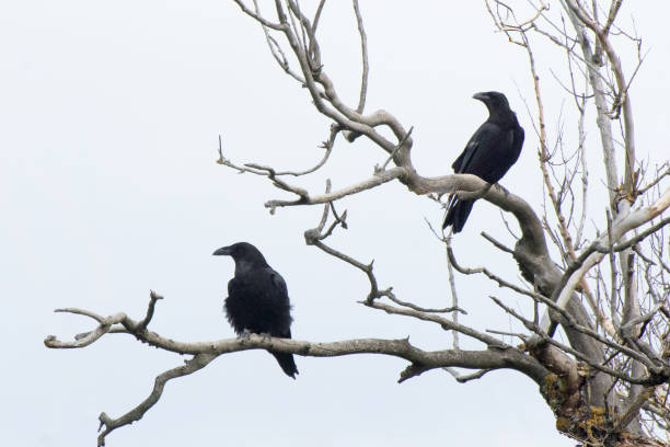 Famous Raven Names