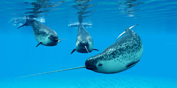 Unique Narwhal Names