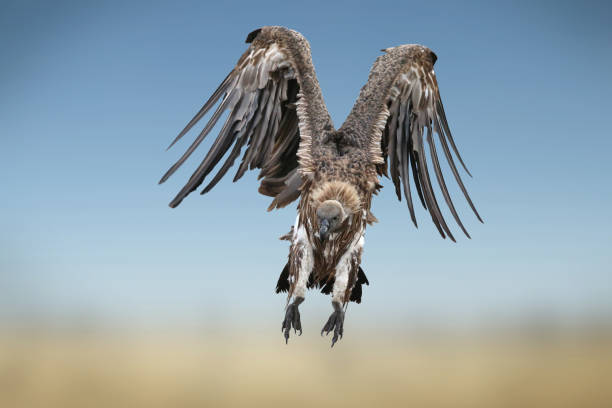 Black Vulture Names