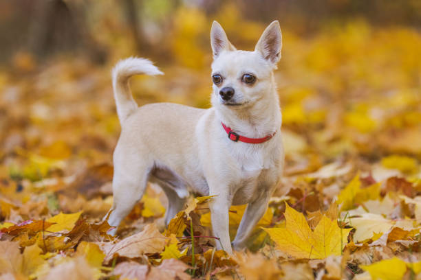 Female Chihuahua Names