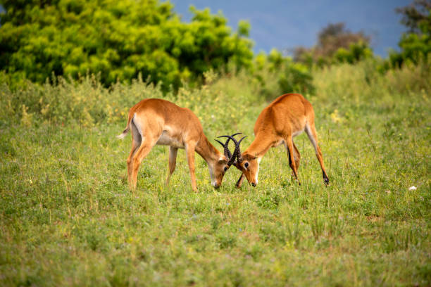 Cute Names for Baby Gazelles