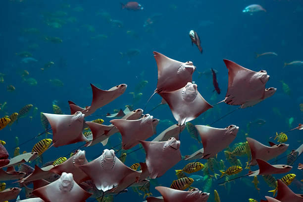 Cool Stingray Names