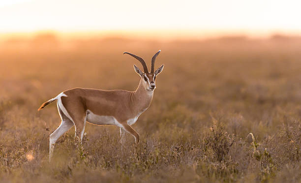 Names That Mean Gazelle