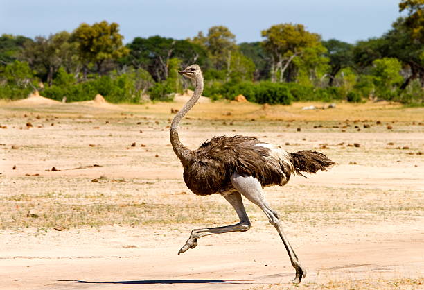 Female Ostrich Names