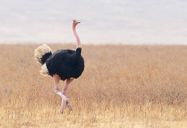 How to Pick a Good Name for an Ostrich