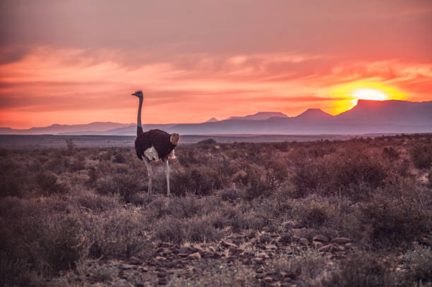 Funny Ostrich Names