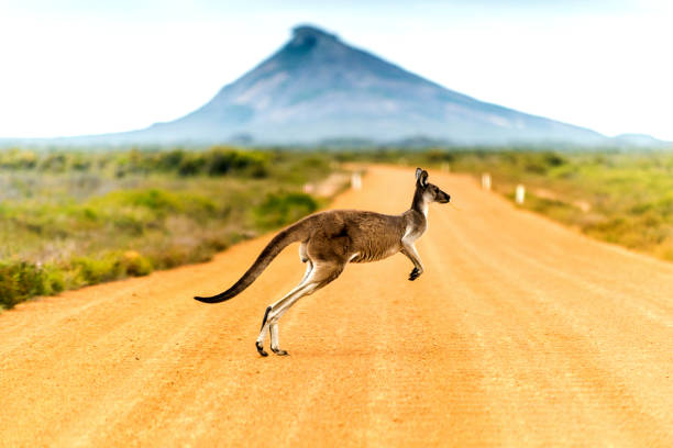 Baby Kangaroo Names (Joey Names)