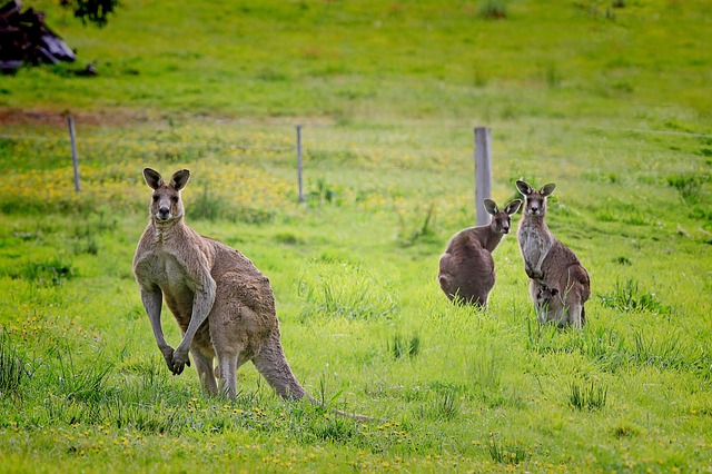 Best Kangaroo Names with Meanings