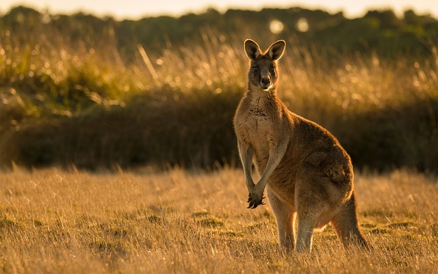 Funny Kangaroo Names