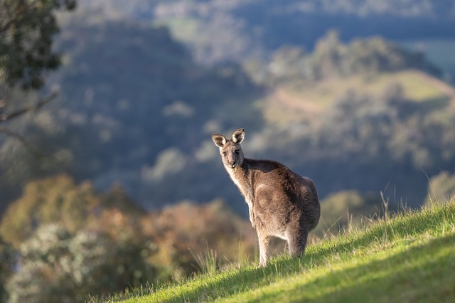 Names That Mean Kangaroo