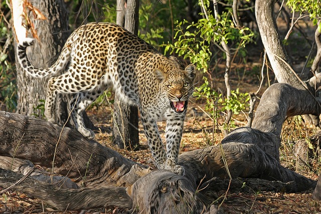 Funny Names for Leopards