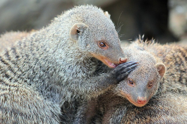 Cool and Unique Mongoose Names