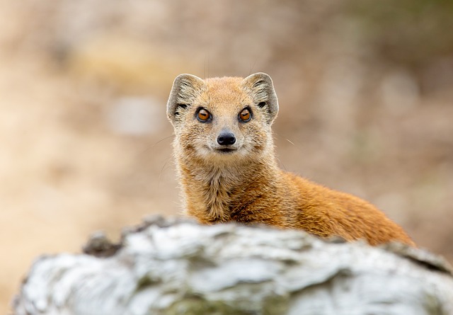 Names for Female Mongooses