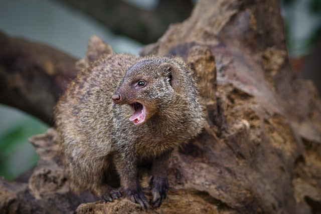 Names for Male Mongooses