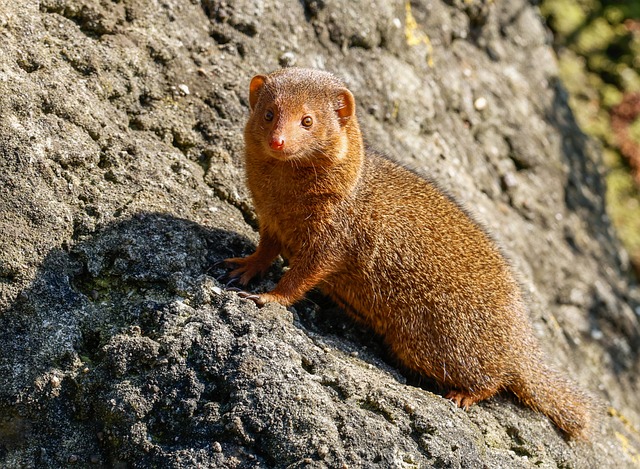 Baby Mongoose Names