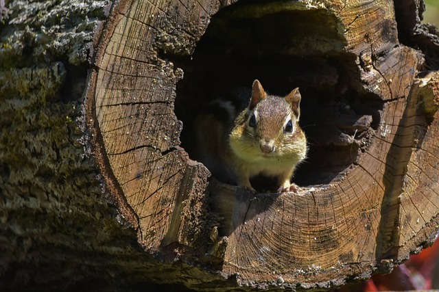 Cute Chipmunk Names