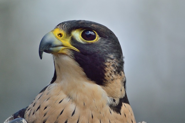 Falcon Names for Males