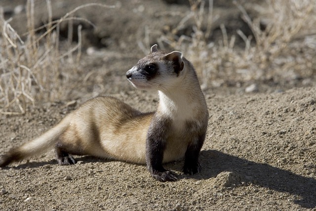 Creative Categories for Ferret Name Ideas