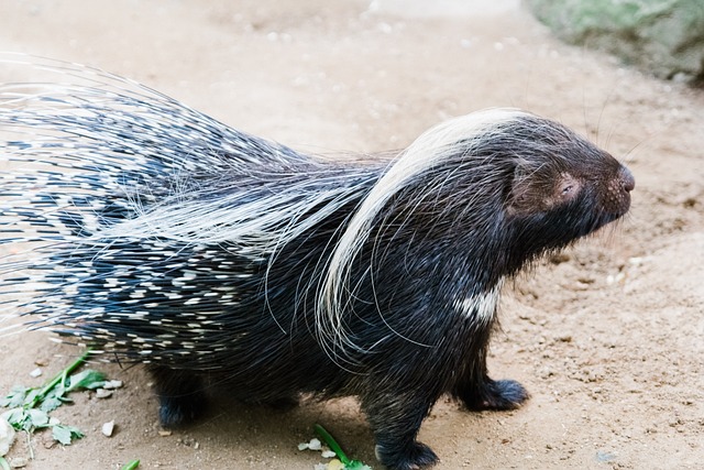 Famous Porcupine Names