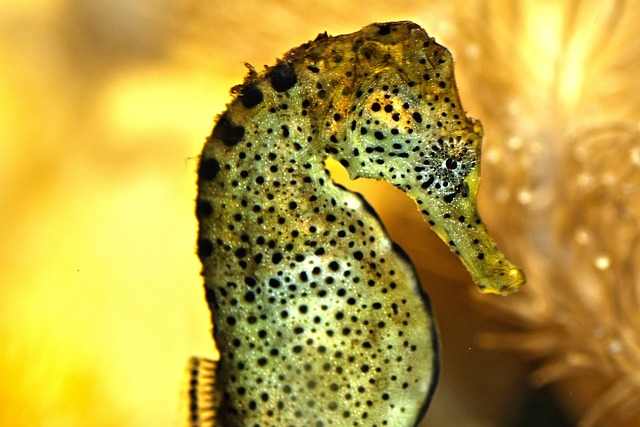 Famous Seahorse Names