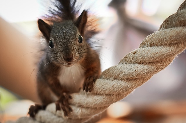 Cool Names for Chipmunks