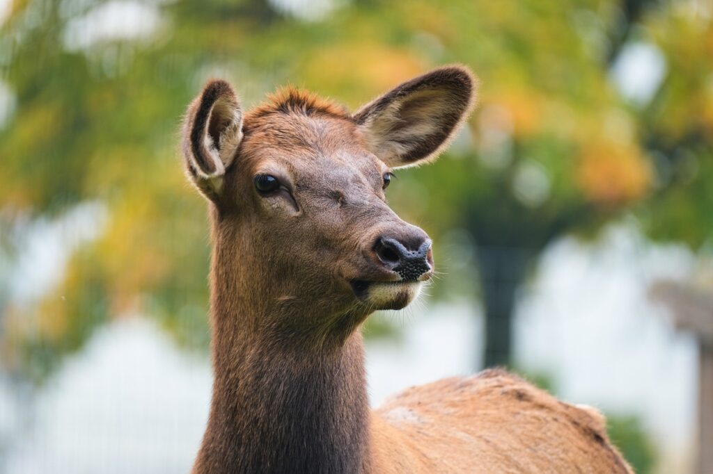 Funny Names for Elks