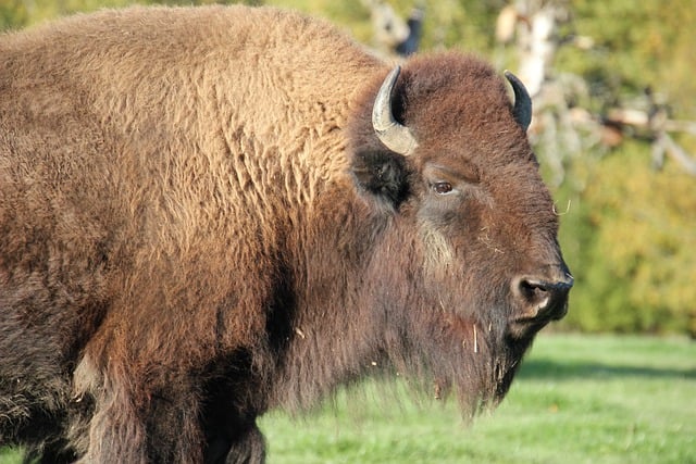 Male Bison Names