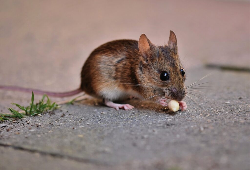 Gender-Specific Mouse Names