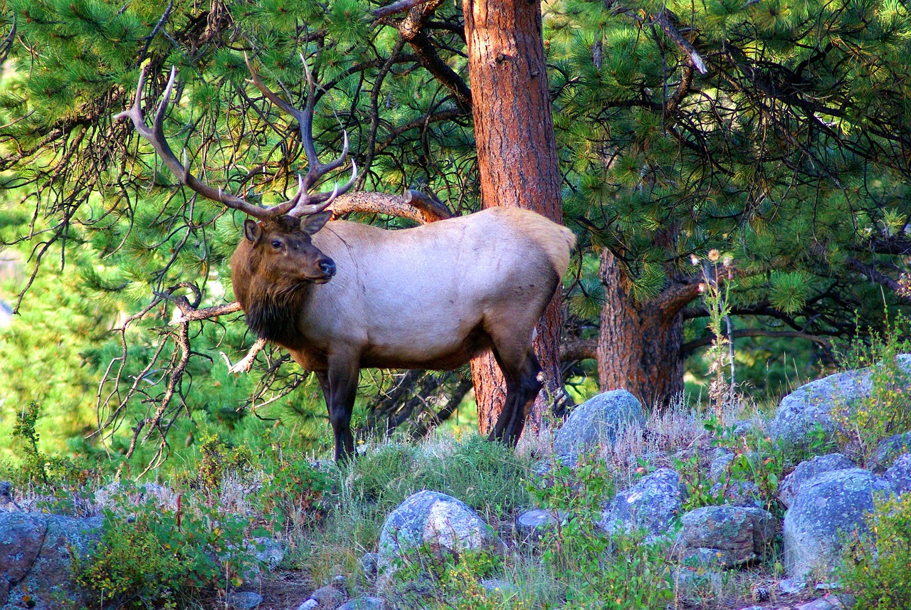 330+ Elk Names: Creative Ideas with Meanings