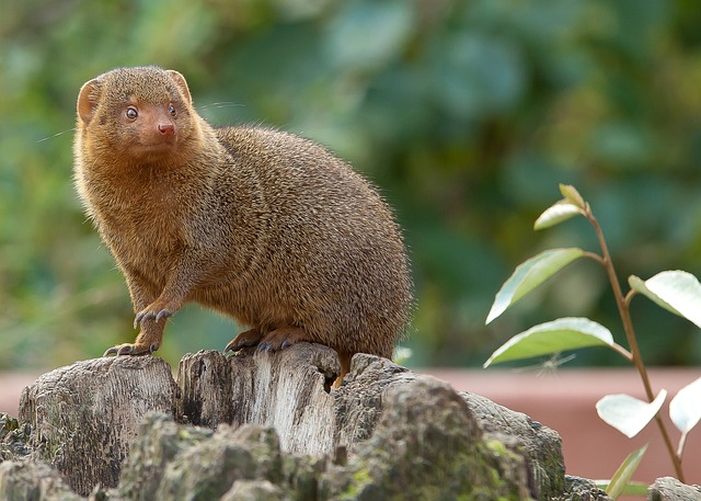 Cute Mongoose Names with Meanings